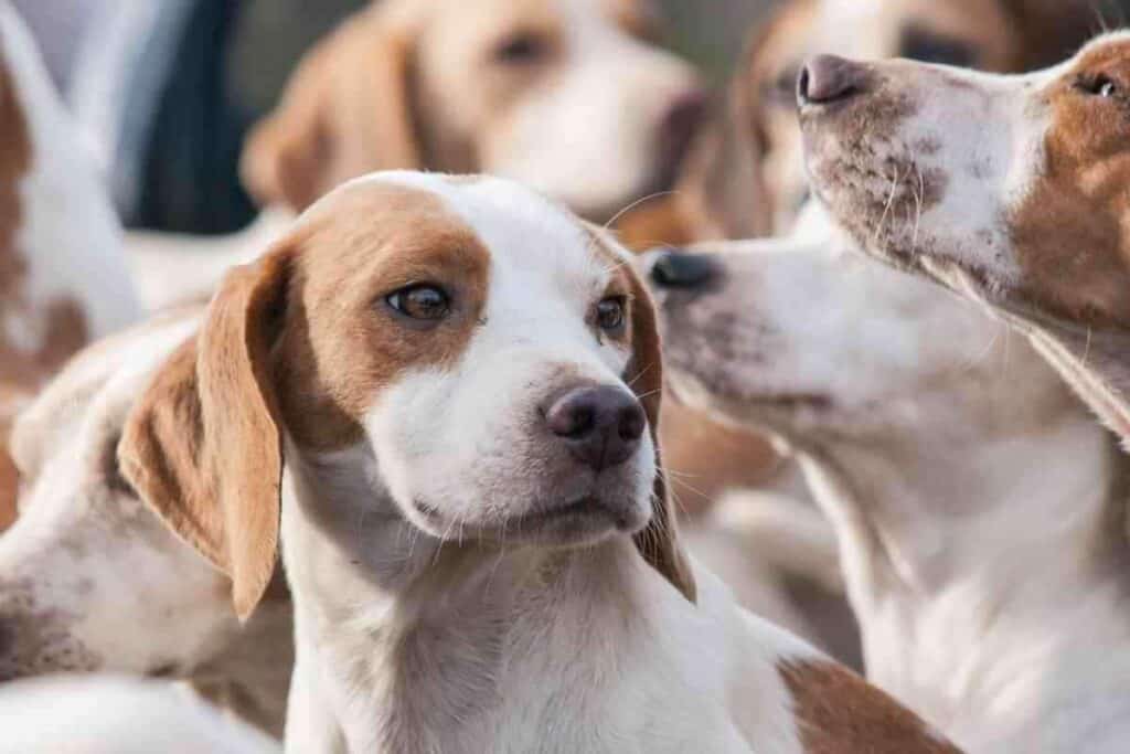 Do Beagles Get Along With Other Dogs Why 1 1 Do Beagles Get Along With Other Dogs? Why?