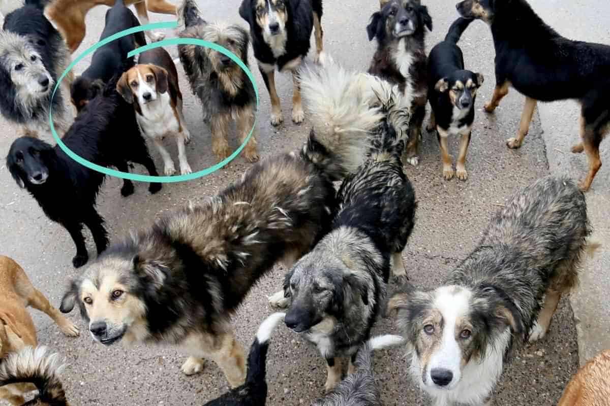 Do Beagles Get Along With Other Dogs? Why? Yolo Pooch