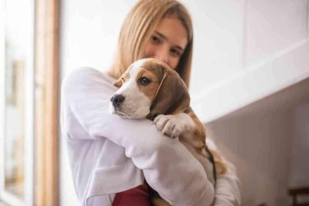 why do beagles like to cuddle