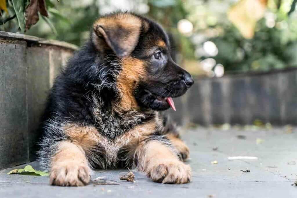 Do German Shepherd Puppies Change Color 1 1 Do German Shepherd Puppies Change Color? Answered!