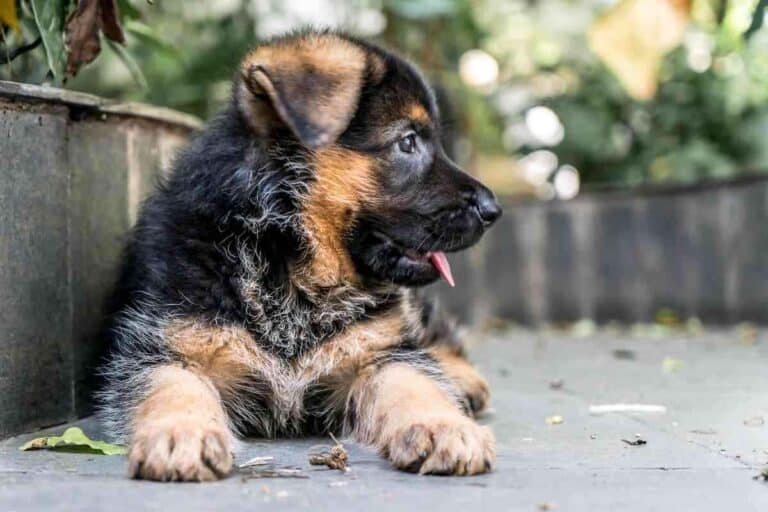 Do German Shepherd Puppies Change Color? Answered!