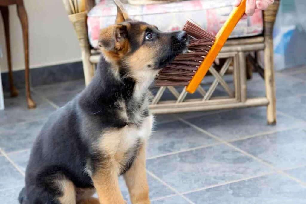 can puppies change fur color