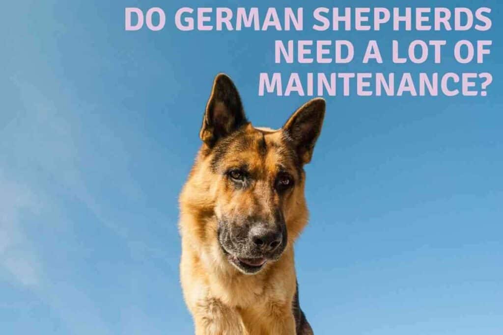 Do German Shepherds Need a Lot of Maintenance 1 Do German Shepherds Need a Lot of Maintenance?
