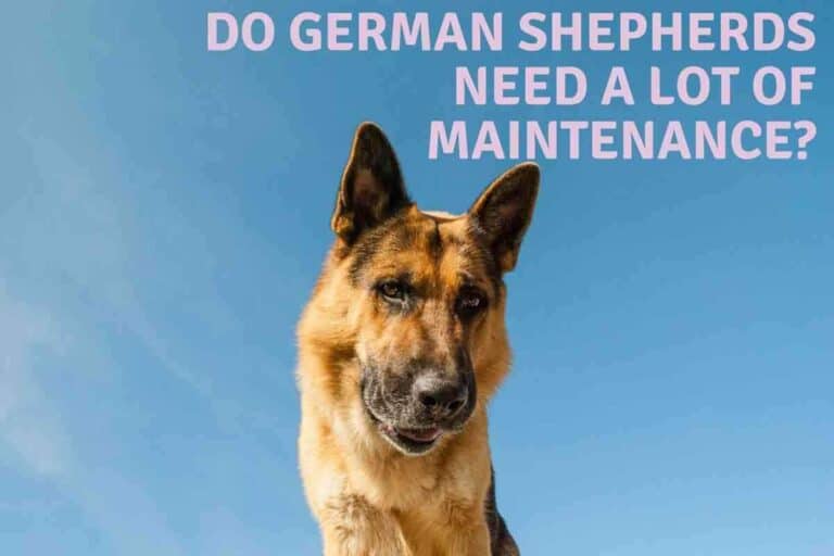 Do German Shepherds Need a Lot of Maintenance?