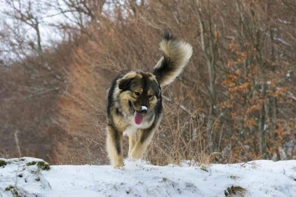 Dog Breeds That Can Kill A Wolf 1 10 Dog Breeds That Can Kill A Wolf (Or Stand A Chance)