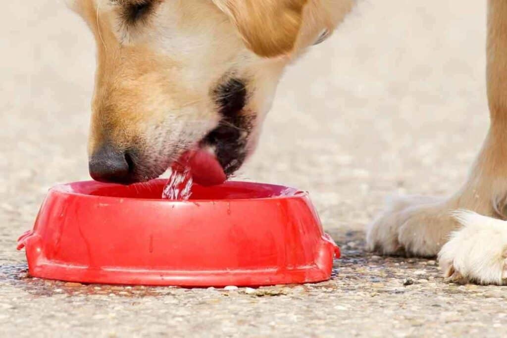 How Much Water Should a Labradoodle Puppy Drink 1 1 How Much Water Should a Labradoodle Puppy Drink?