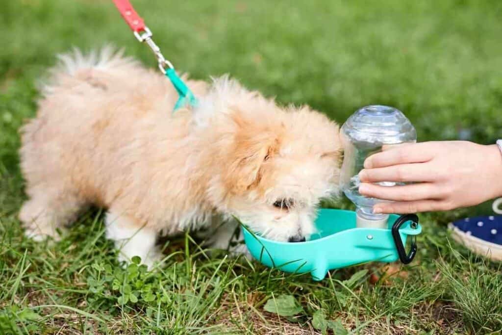 How Much Water Should a Labradoodle Puppy Drink 1 How Much Water Should a Labradoodle Puppy Drink?