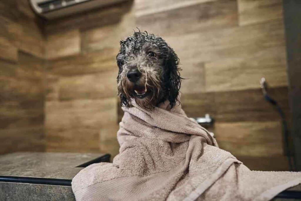 How Often Can You Bathe a Labradoodle 1 How Often Can You Bathe a Labradoodle? Solved!