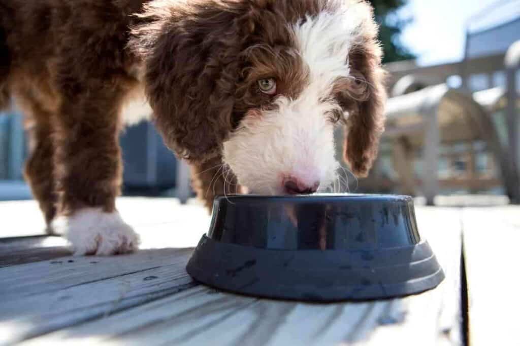 Is My Labradoodle Too Skinny 1 1 Is My Labradoodle Too Skinny? A Labradoodle Weight Guide