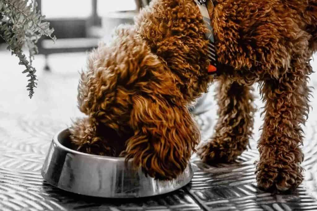 Is My Labradoodle Too Skinny 1 Is My Labradoodle Too Skinny? A Labradoodle Weight Guide