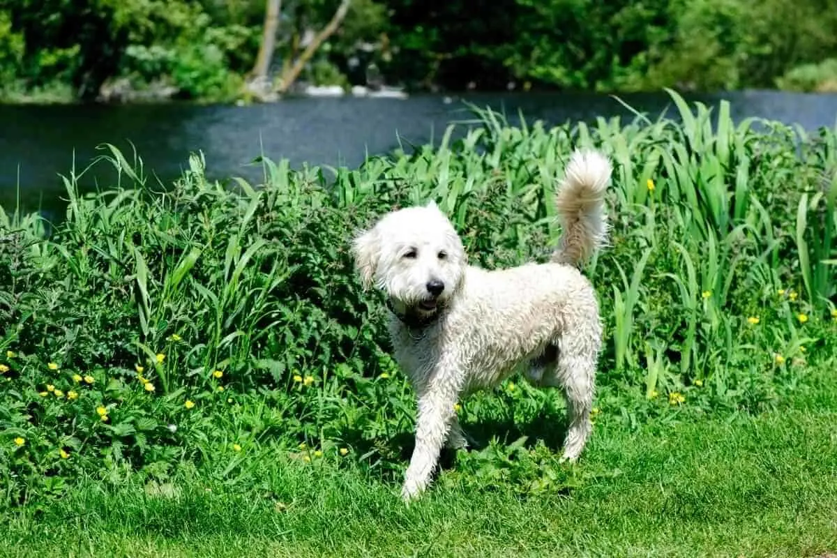 at what age will my goldendoodle calm down