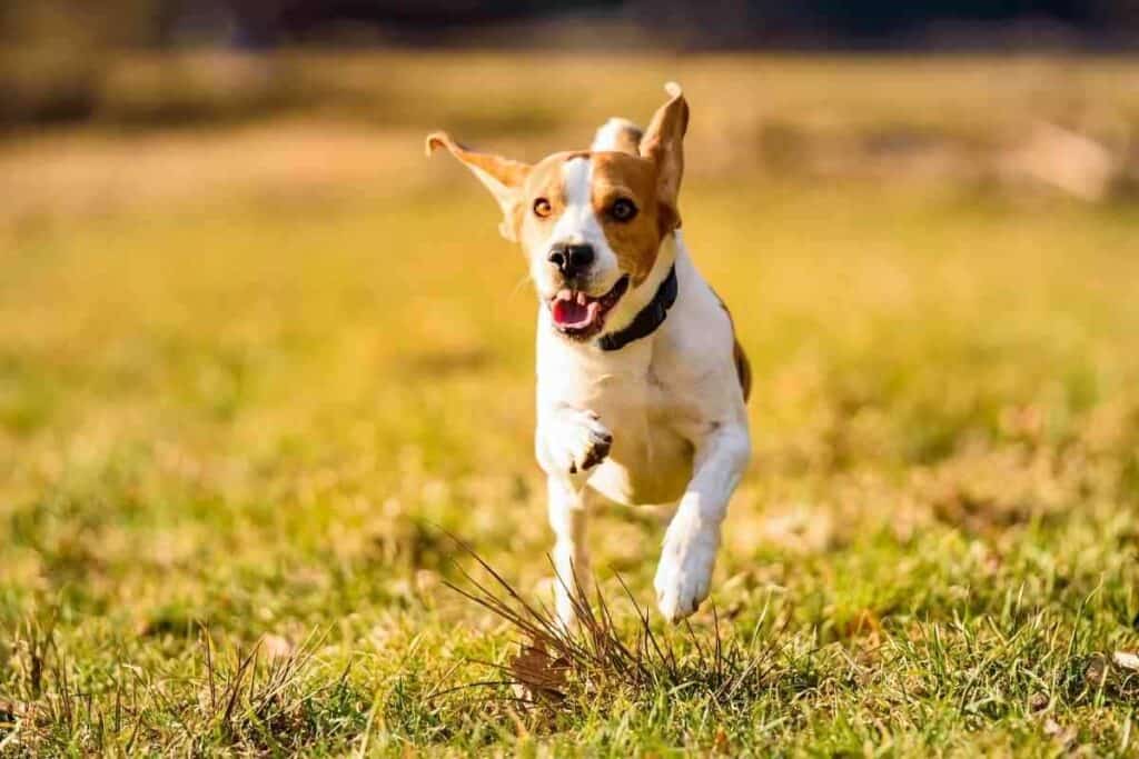 When Do Beagles Calm Down 1 2 When Do Beagles Calm Down? 4 Main Factors