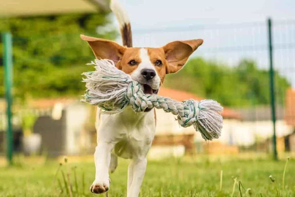 When Do Beagles Calm Down 2 When Do Beagles Calm Down? 4 Main Factors