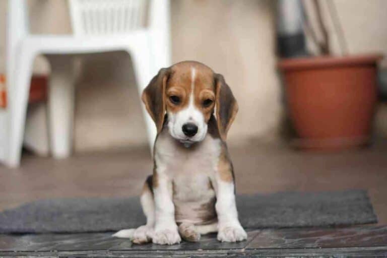 When Do Beagles Stop Teething? Solved!