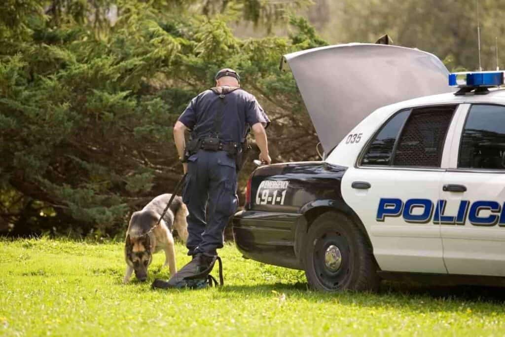 Why Are German Shepherds Used as Police Dogs 1 1 Why Are German Shepherds Used As Police Dogs?
