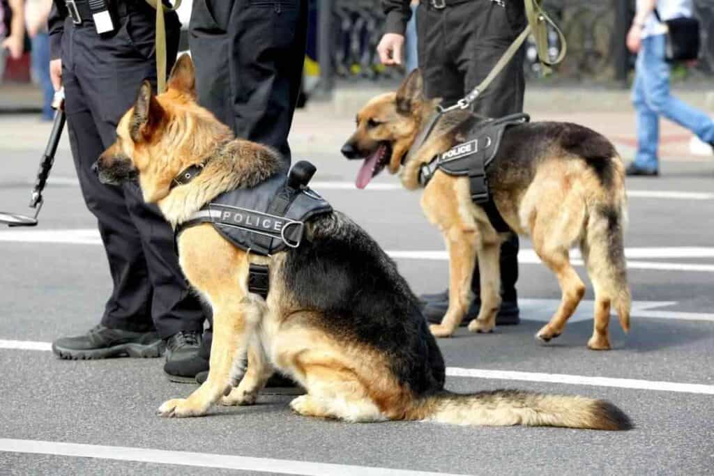 Why Are German Shepherds Used as Police Dogs 1 Why Are German Shepherds Used As Police Dogs?