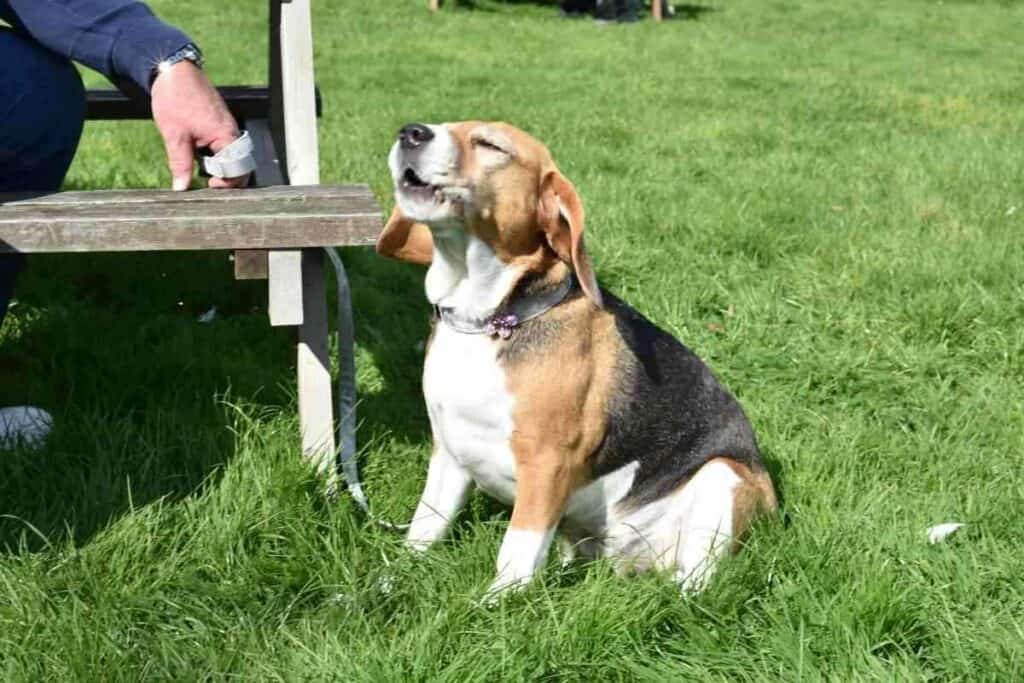 How to Stop Your Beagle From Pulling on the Leash (Solved!) Yolo Pooch