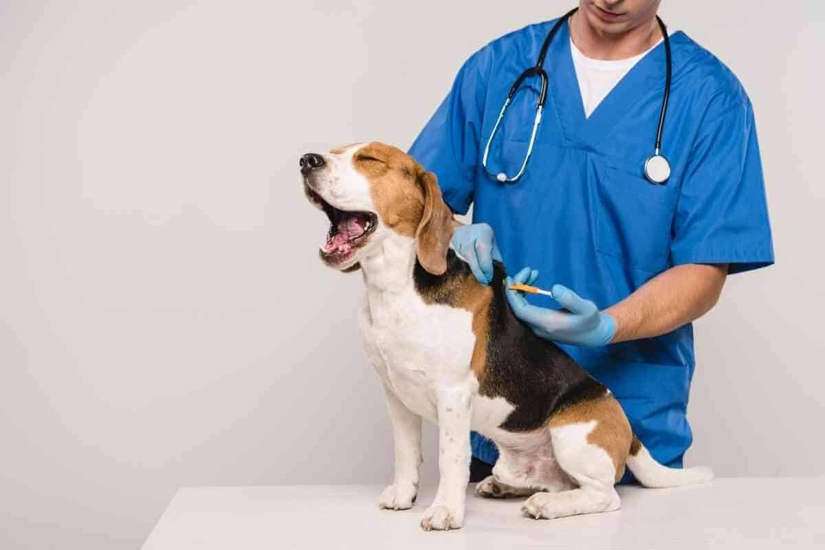 Why Do Beagles Snort? Is It Dangerous? Yolo Pooch