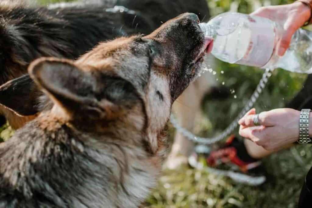 Why Do German Shepherds Drink So Much Water 1 1 Why Do German Shepherds Drink So Much Water? [Answered!]