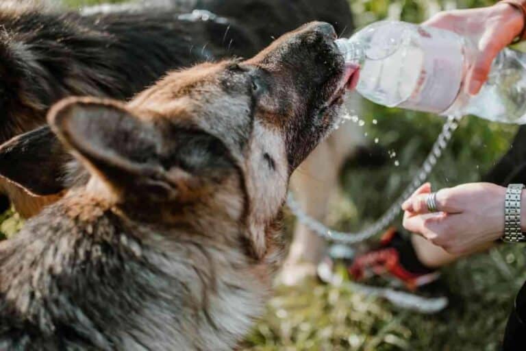 Why Do German Shepherds Drink So Much Water? [Answered!]