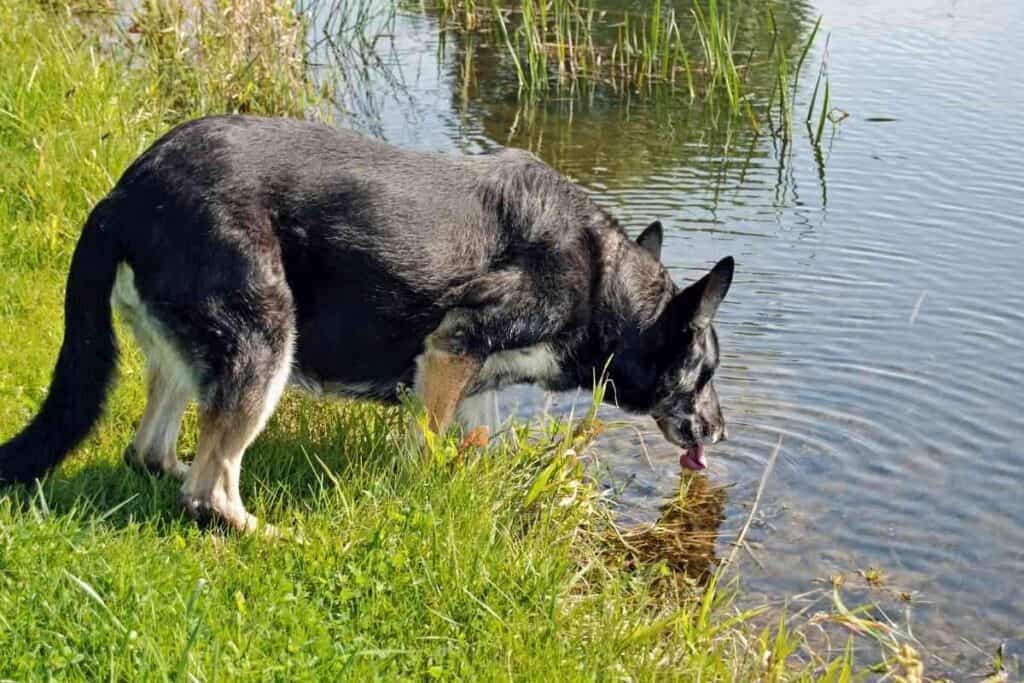 Why Do German Shepherds Drink So Much Water Why Do German Shepherds Drink So Much Water? [Answered!]