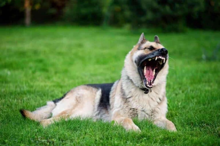 Why Do German Shepherds Yawn So Much?