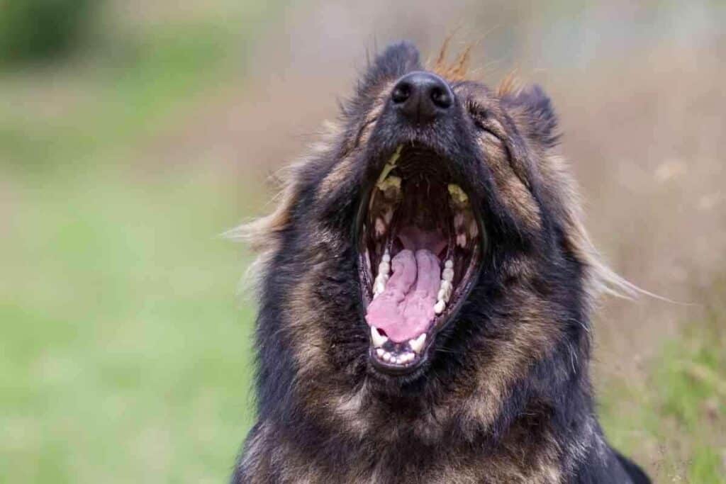 Why Do German Shepherds Yawn So Much Why Do German Shepherds Yawn So Much?