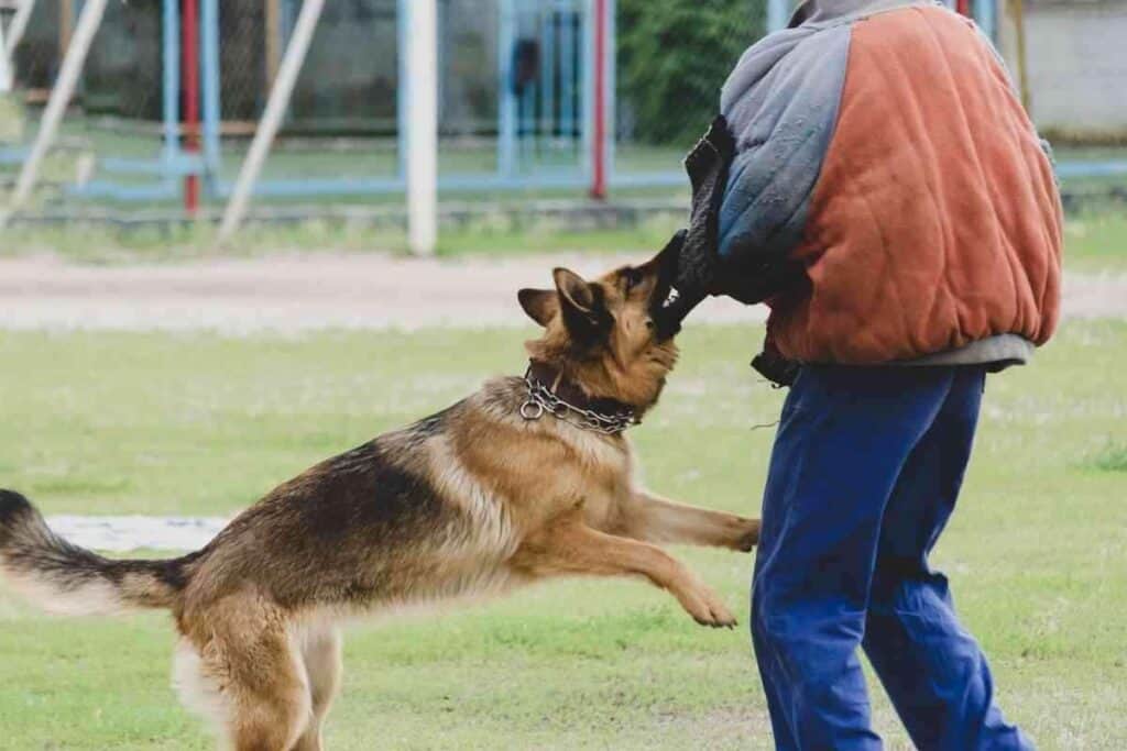 Why Does My German Shepherd Jump on Me 1 1 Why Does My German Shepherd Jump on Me? And How To Stop It!