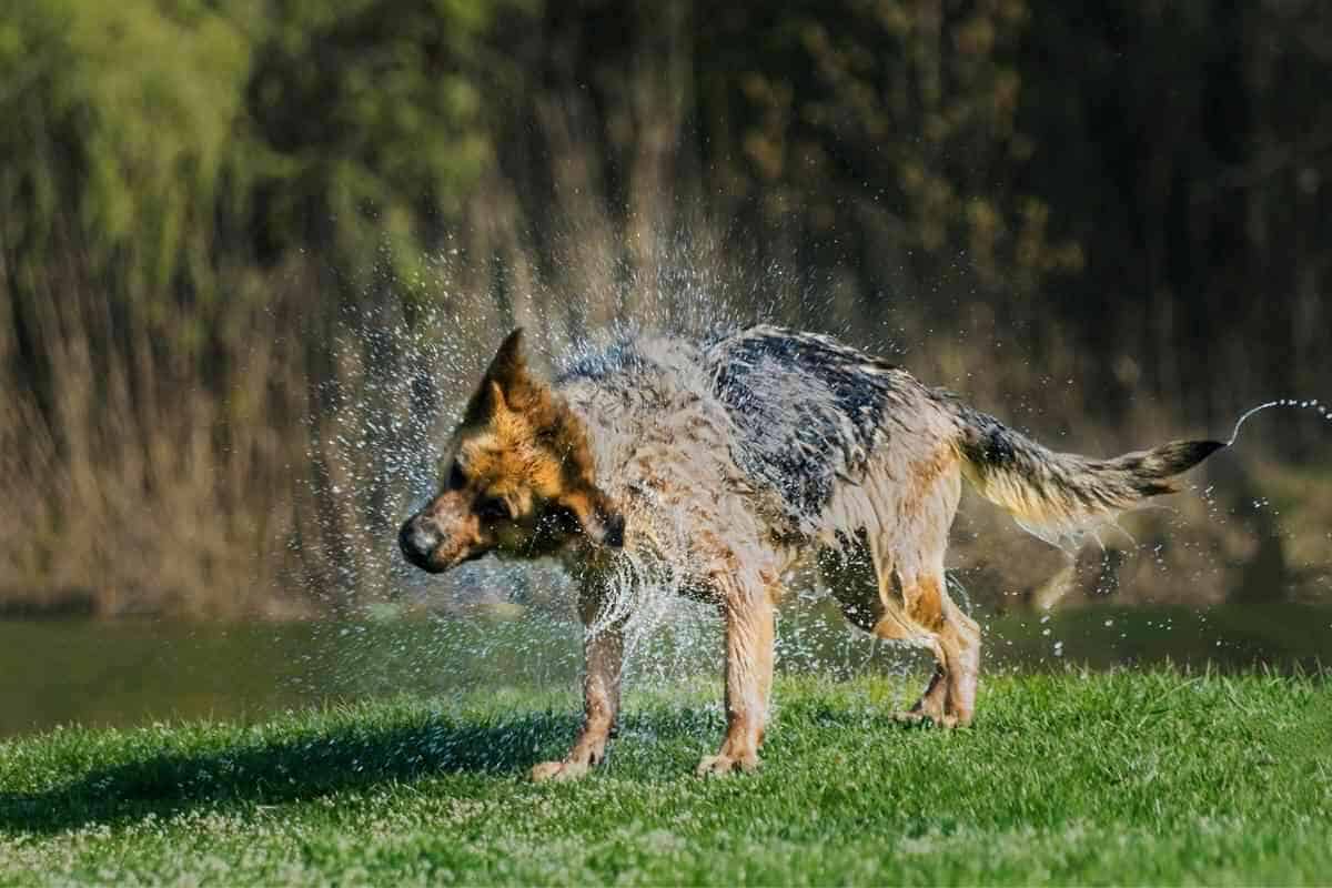 Why Does My German Shepherd Keep Shaking His Head? - Yolo Pooch