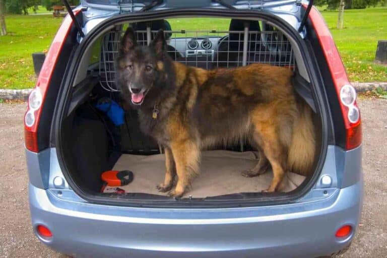 Why Does My German Shepherd Whine In The Car?
