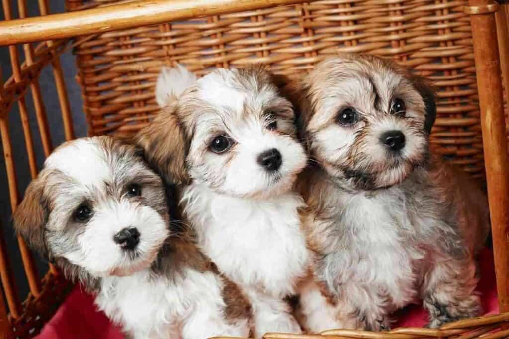 Are Havanese Better in Pairs 1 Are Havanese Better in Pairs? What's Best For THEM?!