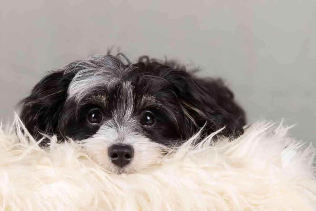 Are Havanese Dogs Aggressive Are Havanese Dogs Aggressive? 4 Reasons They May Get Mean!