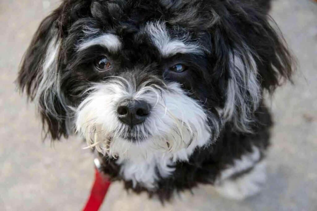 Are Havanese Dogs Aggressive 1 1 Are Havanese Dogs Aggressive? 4 Reasons They May Get Mean!