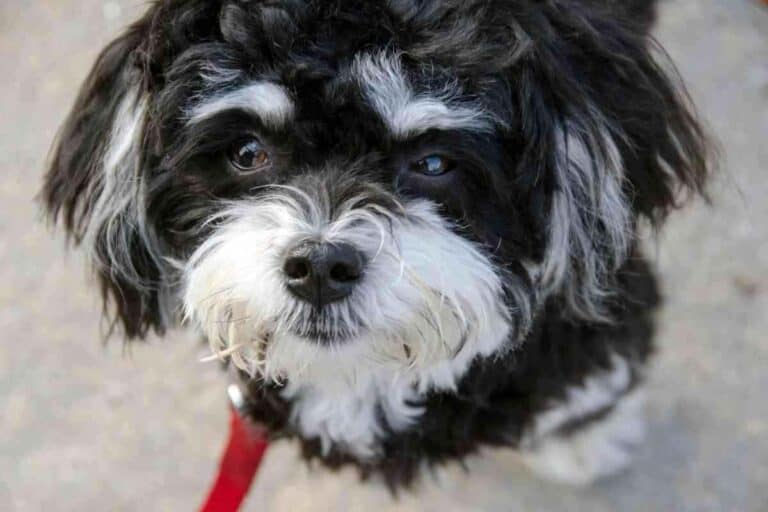 Are Havanese Dogs Aggressive? 4 Reasons They May Get Mean!