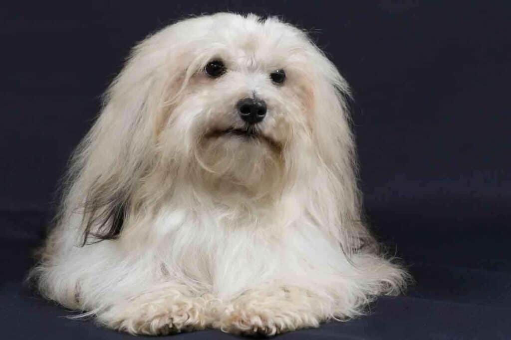 Are Havanese Dogs Aggressive 2 Are Havanese Dogs High Maintenance? 4 Key Grooming Needs