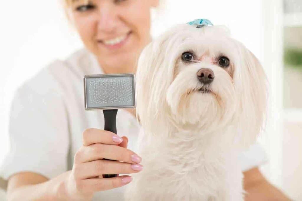 Are Havanese Dogs Aggressive 3 1 Are Havanese Dogs High Maintenance? 4 Key Grooming Needs