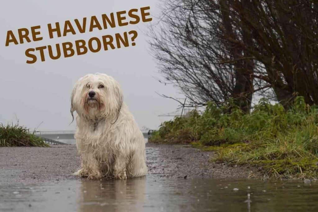 Are Havanese Stubborn 2 1 Are Havanese Stubborn? The Ultimate Havanese Behavior Guide