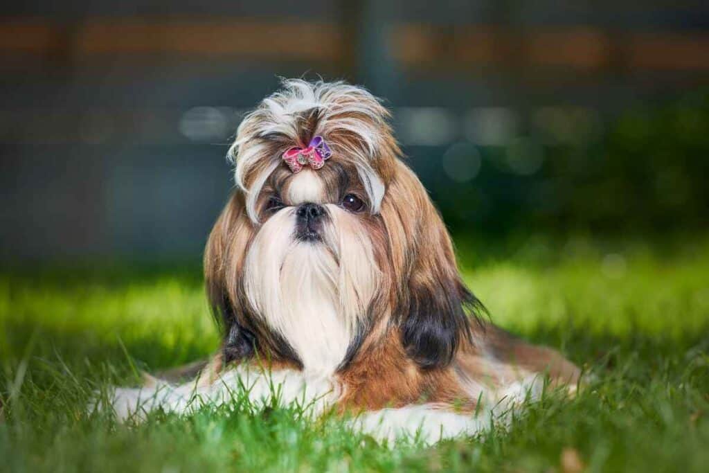 Are Shih Tzus Hypoallergenic 1 Are Shih Tzus Hypoallergenic? Answered!
