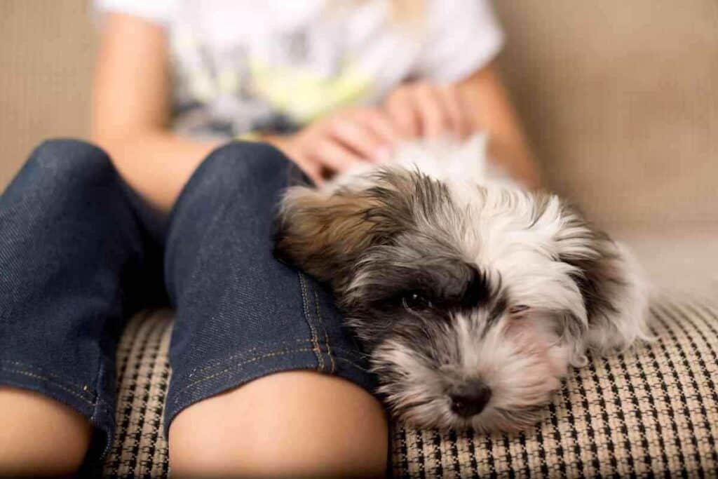 Can A Havanese Be Left Alone During the Day 4 Reasons They Should NOT 1 1 Can A Havanese Be Left Alone During the Day? 4 Reasons They Should NOT