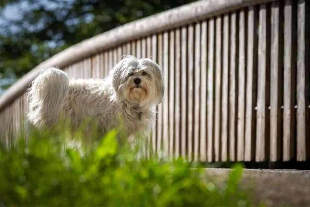 Can A Havanese Be Left Alone During the Day 4 Reasons They Should NOT 1 Can A Havanese Be Left Alone During the Day? 4 Reasons They Should NOT