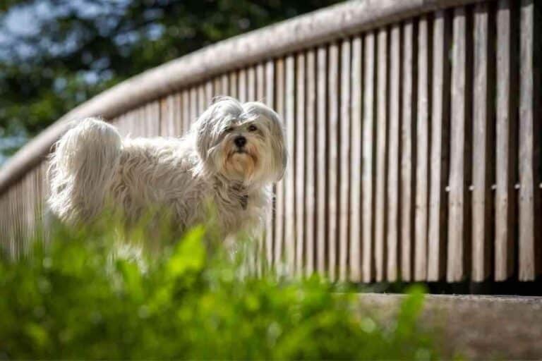 Can A Havanese Be Left Alone During the Day? 4 Reasons They Should NOT