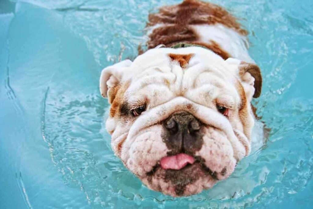 Can Bulldogs Swim 1 1 Can Bulldogs Swim? The Ultimate Guide To Keeping Them Safe