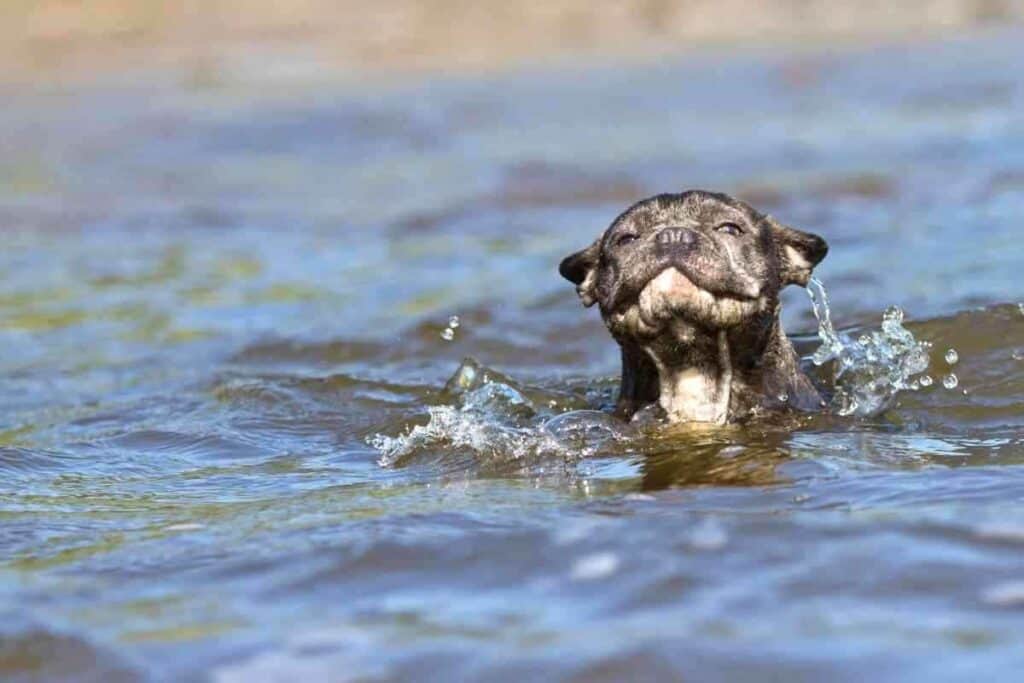 Can Bulldogs Swim Can Bulldogs Swim? The Ultimate Guide To Keeping Them Safe