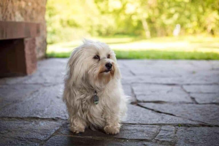 Can Havanese Dogs Be Left Alone? 5 Ways To Prevent Loneliness