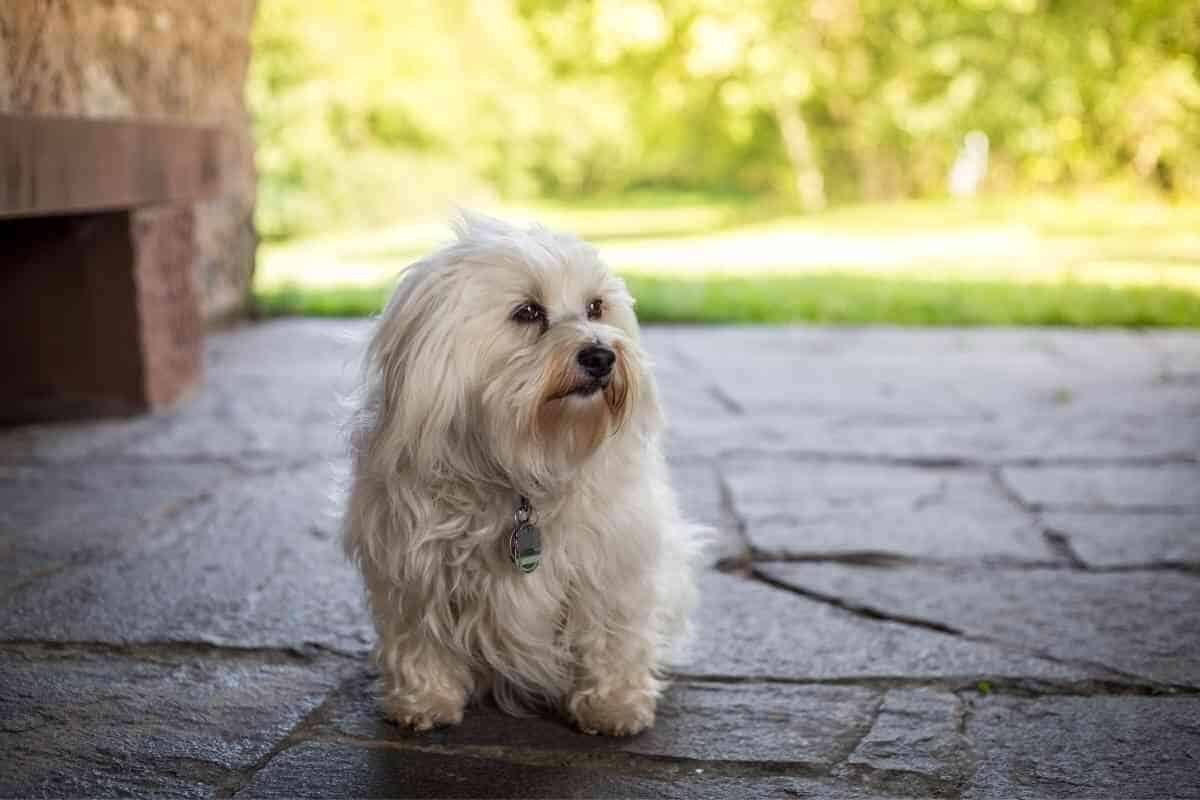 Can Havanese Dogs Be Left Alone? 5 Ways To Prevent Loneliness Yolo Pooch