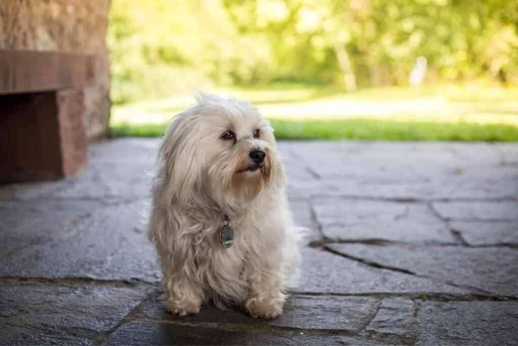 Can Havanese Dogs Be Left Alone 1 1 Can Havanese Dogs Be Left Alone? 5 Ways To Prevent Loneliness