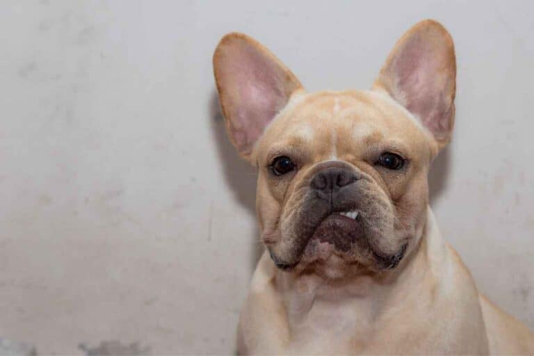 Do French Bulldogs Bark a Lot? (And How to Make it Stop) Yolo Pooch