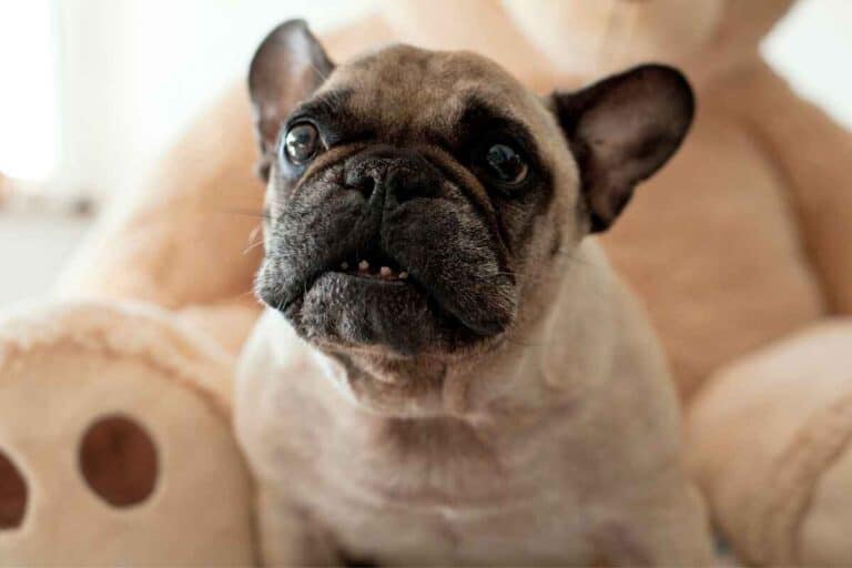 Do French Bulldogs Bark a Lot? (And How to Make it Stop)