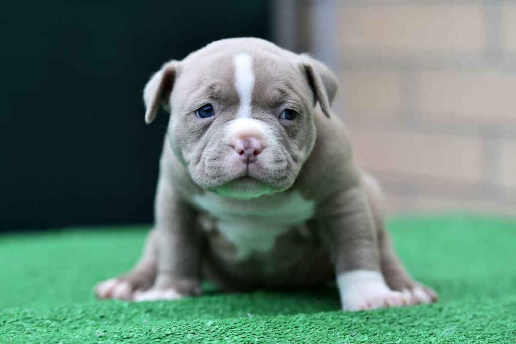 How Much Are Bully Puppies 1 How Much Are Bully Puppies? 5 Major Factors