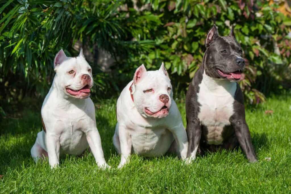 How Much Are Bully Puppies 1 2 How Much Are Bully Puppies? 5 Major Factors